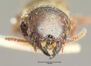 Media type: image;   Entomology 6518 Aspect: head frontal view